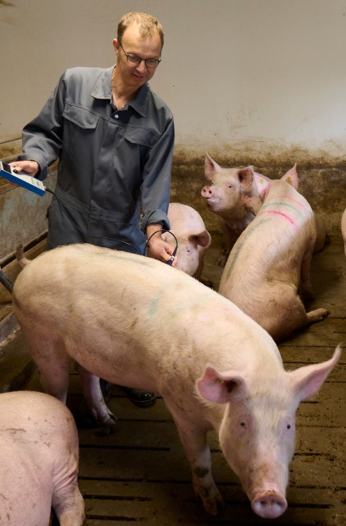 Porcus svinedyrlæger